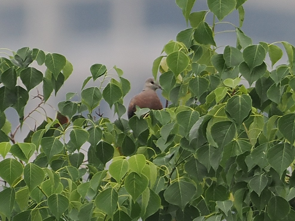 Red Collared-Dove - ML627834674