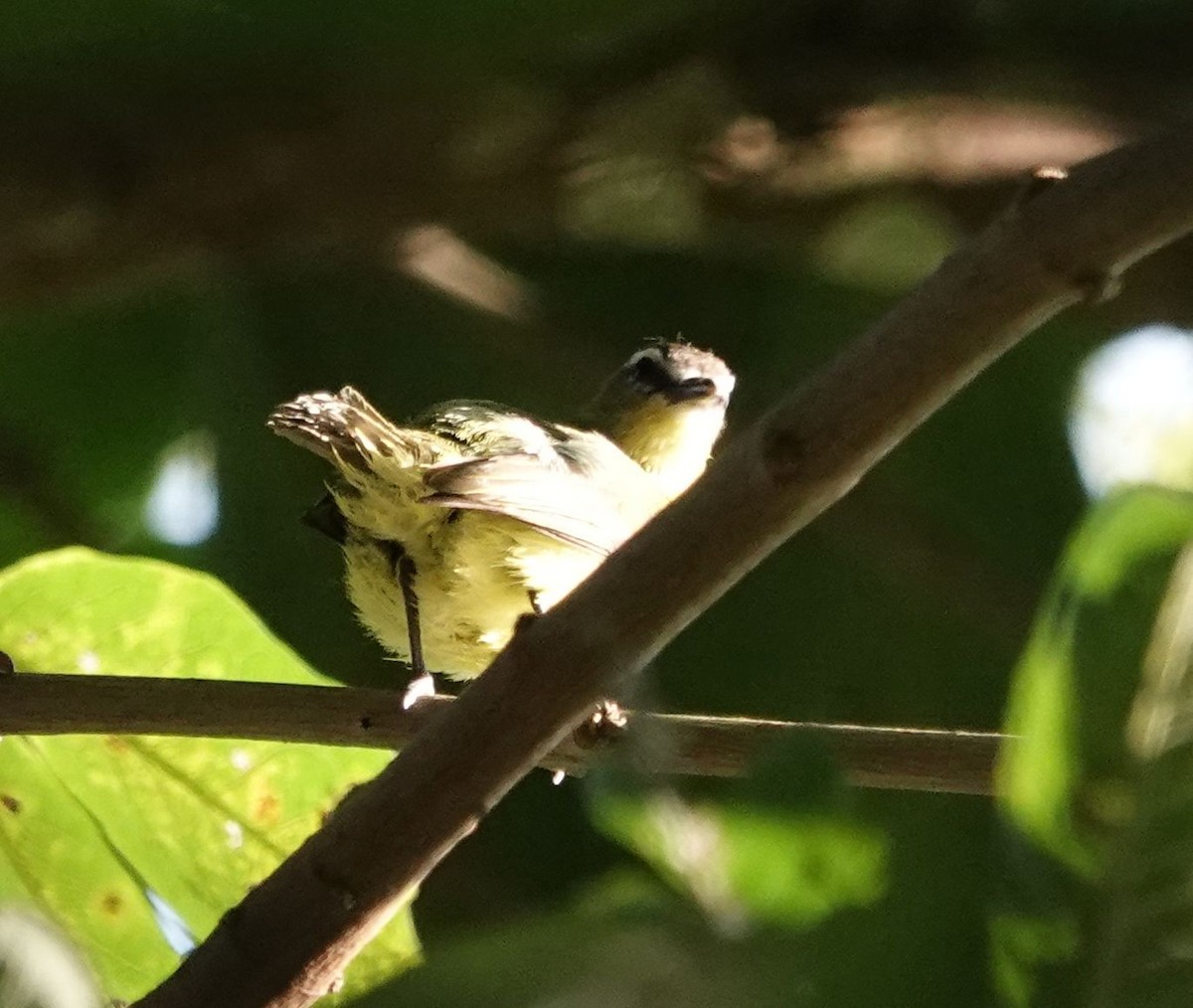 Brown-capped Tyrannulet - ML627834684