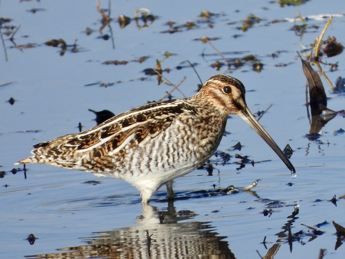 Wilson's Snipe - ML627834704