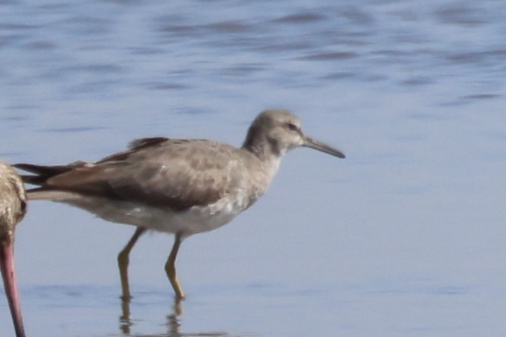 Gray-tailed Tattler - ML627834734