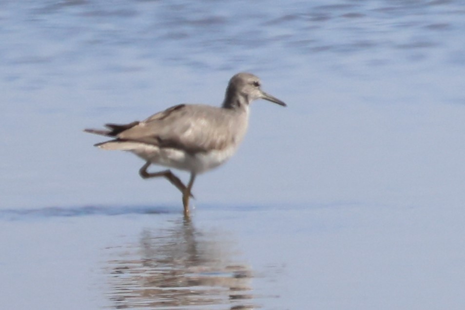 Gray-tailed Tattler - ML627834735