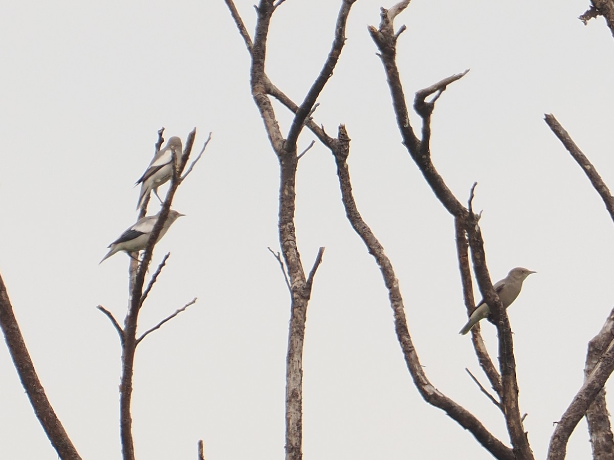 White-shouldered Starling - ML627834742