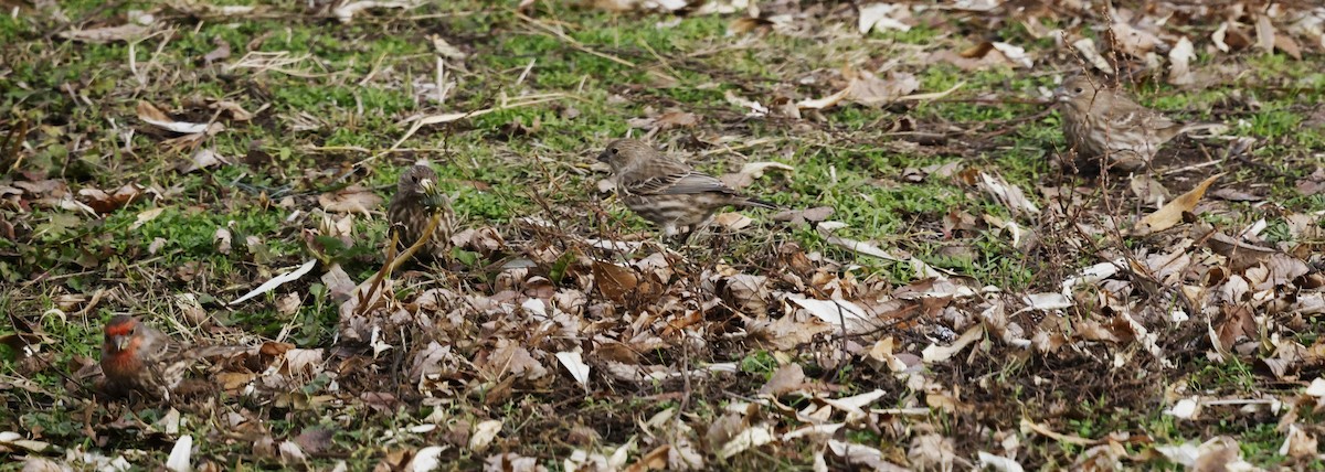 House Finch - ML627834751