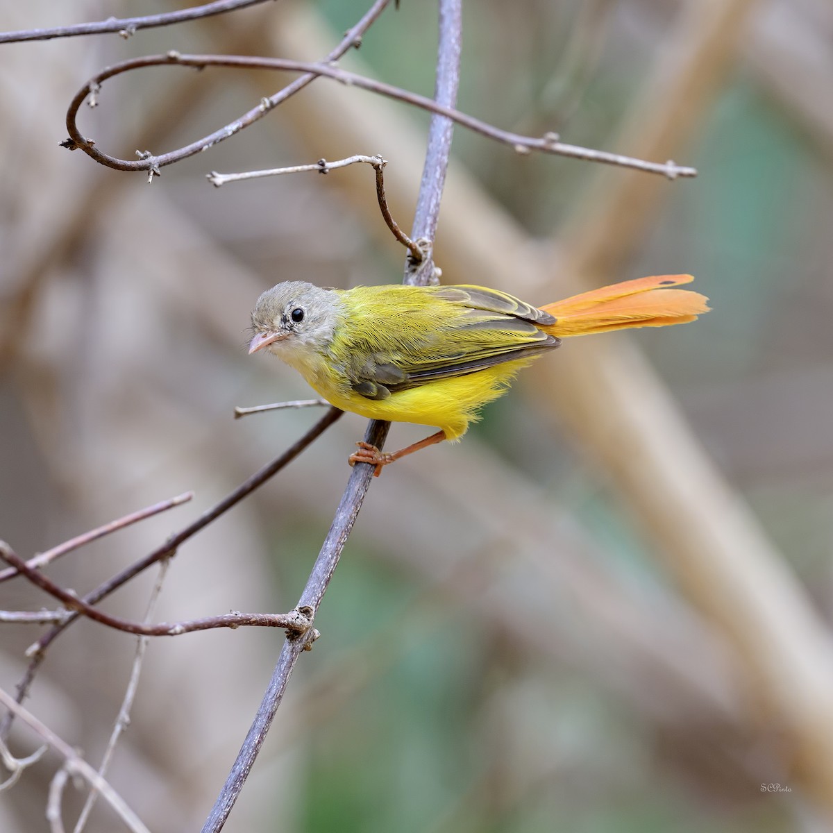 Livingstone's Flycatcher - ML627834755