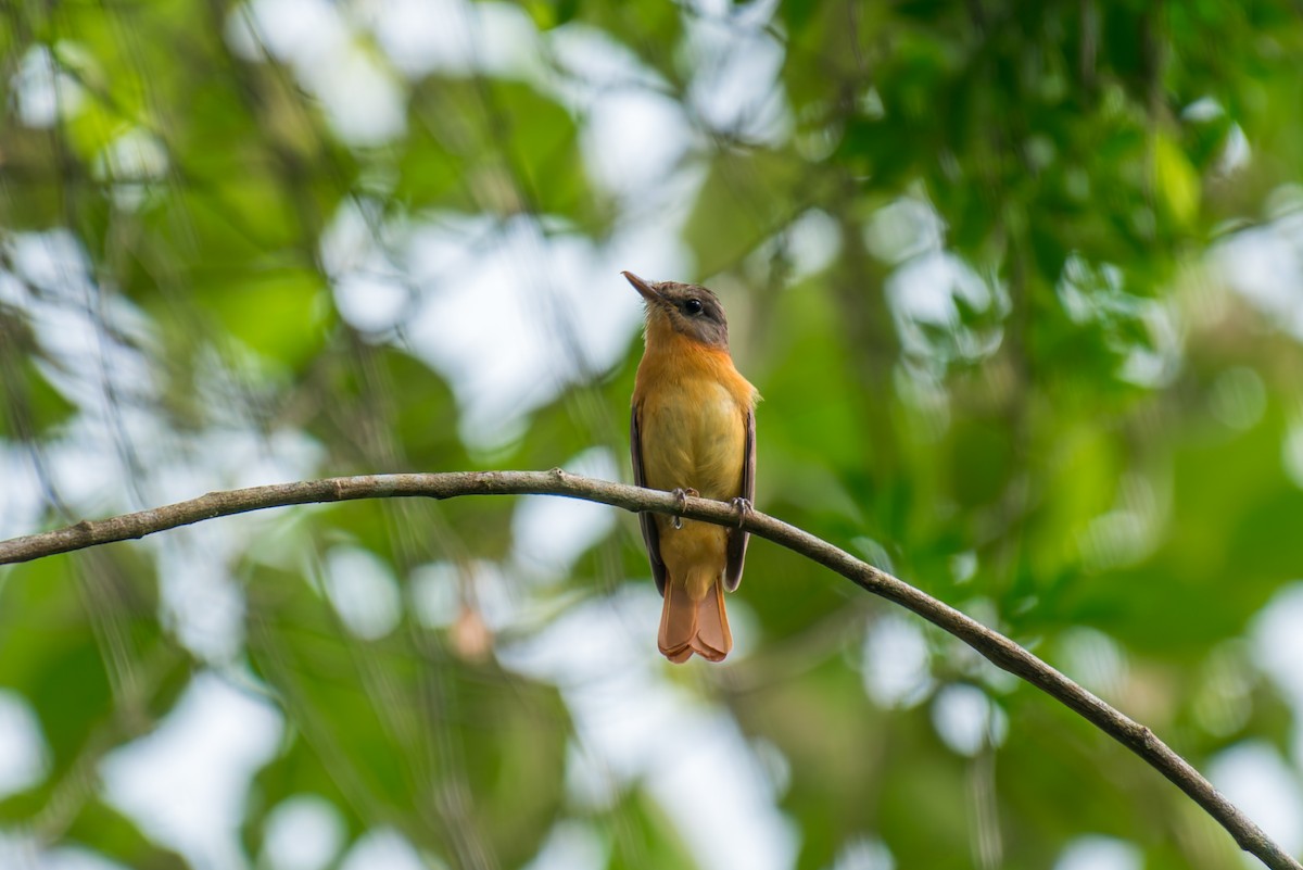 Rufous-tailed Attila - ML627834766