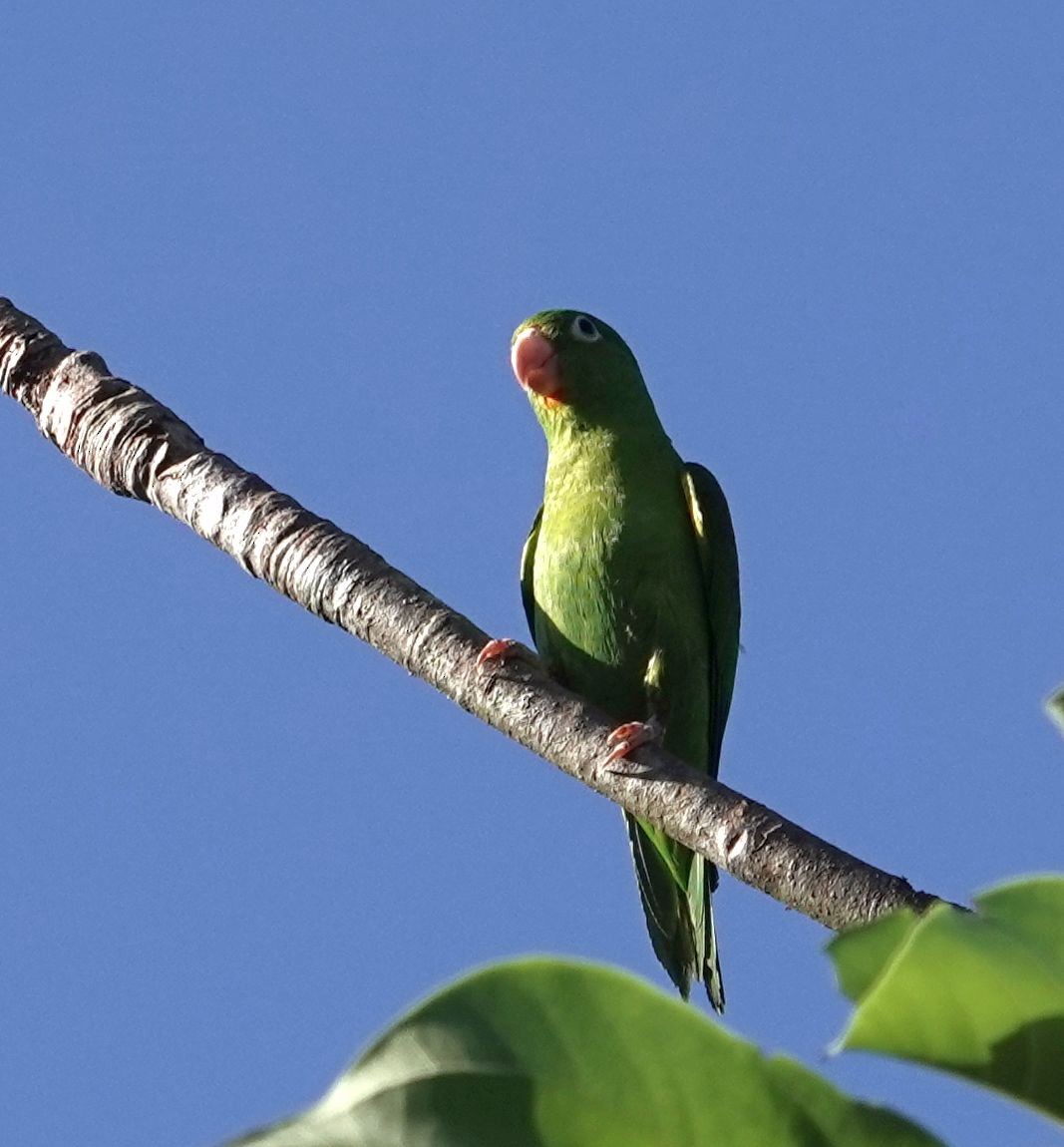 Orange-chinned Parakeet - ML627834771
