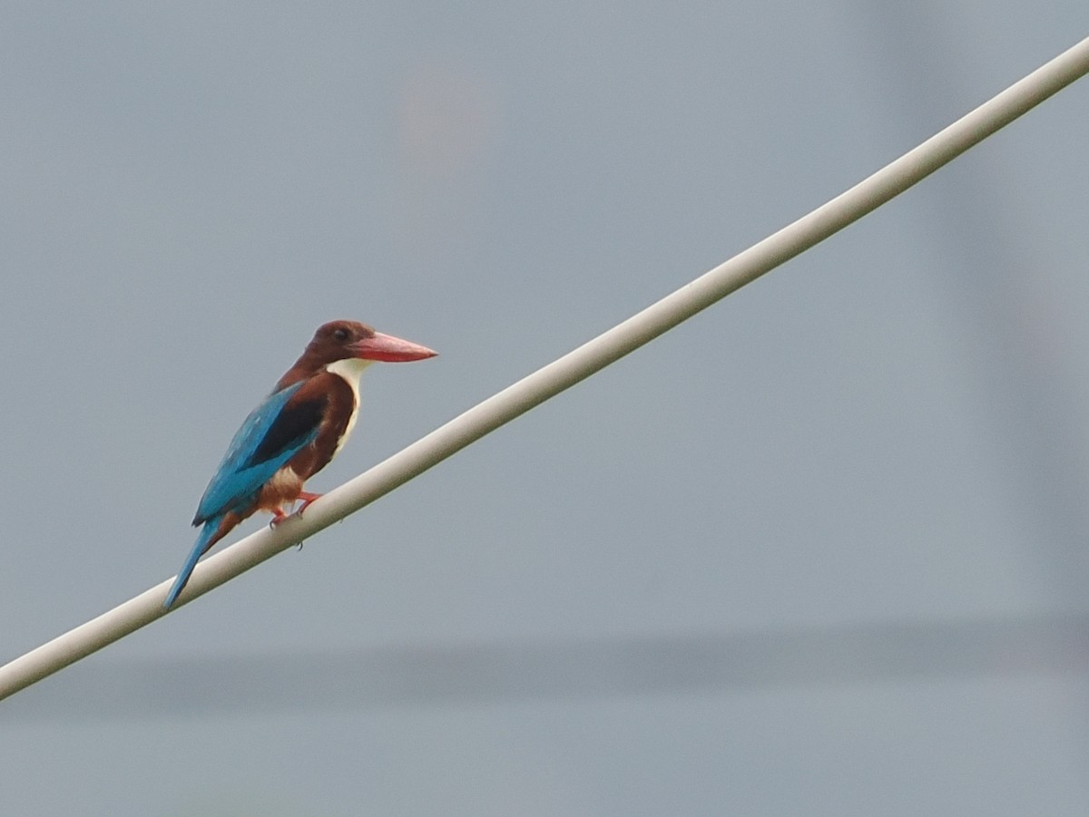 White-throated Kingfisher - ML627834774