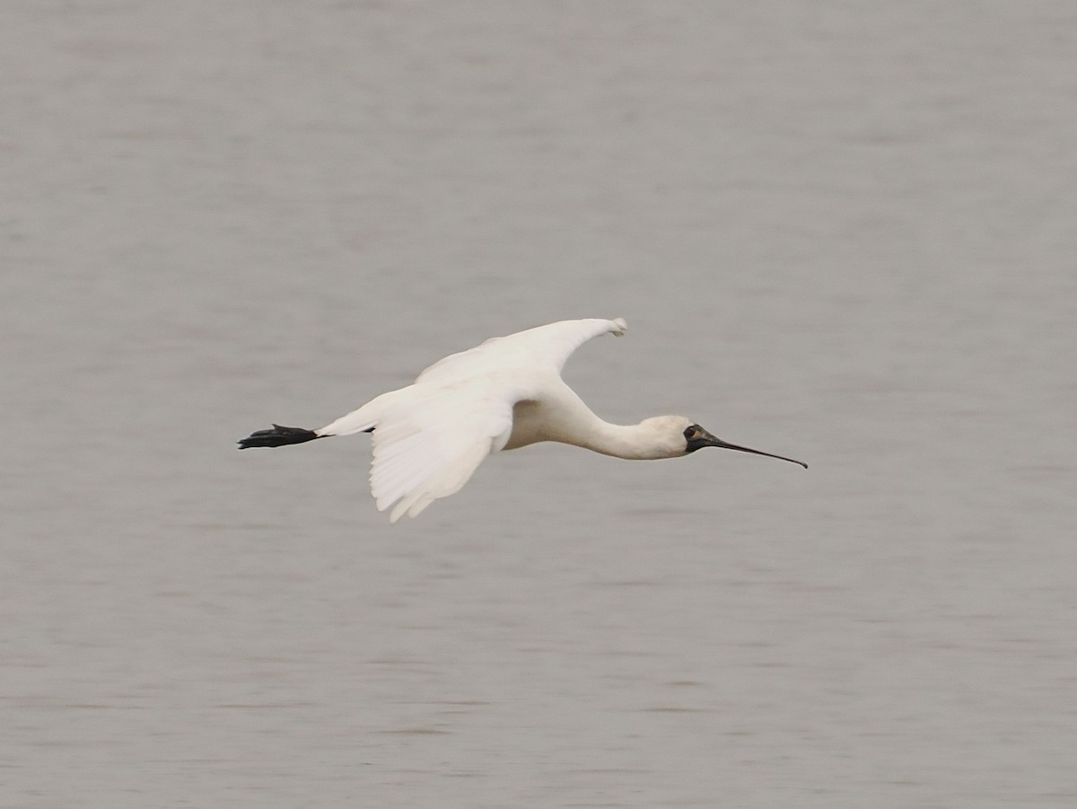 Black-faced Spoonbill - ML627834794