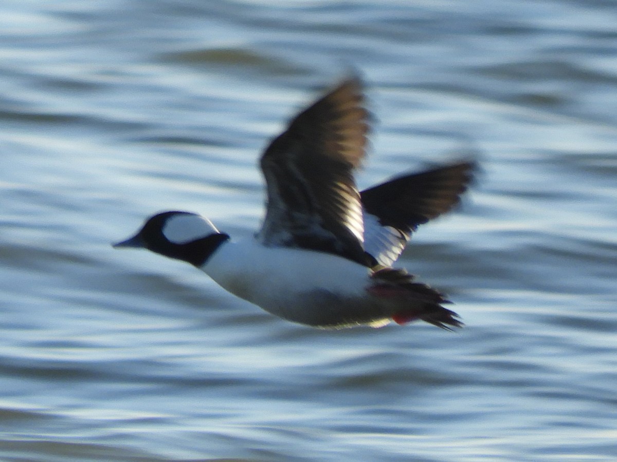 Bufflehead - ML627834796