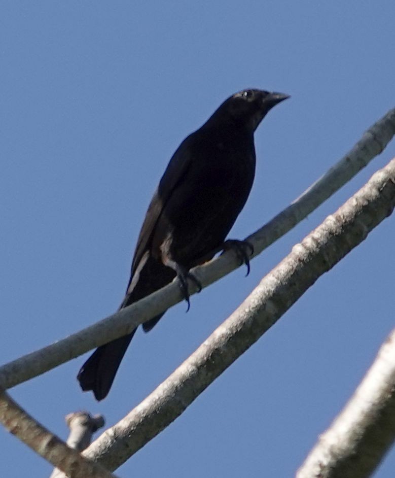 Shiny Cowbird - ML627834797