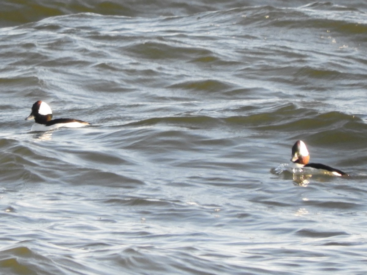 Bufflehead - ML627834798