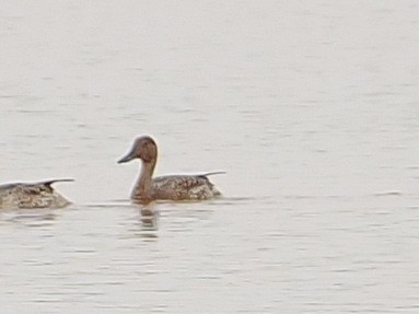 Northern Pintail - ML627834823