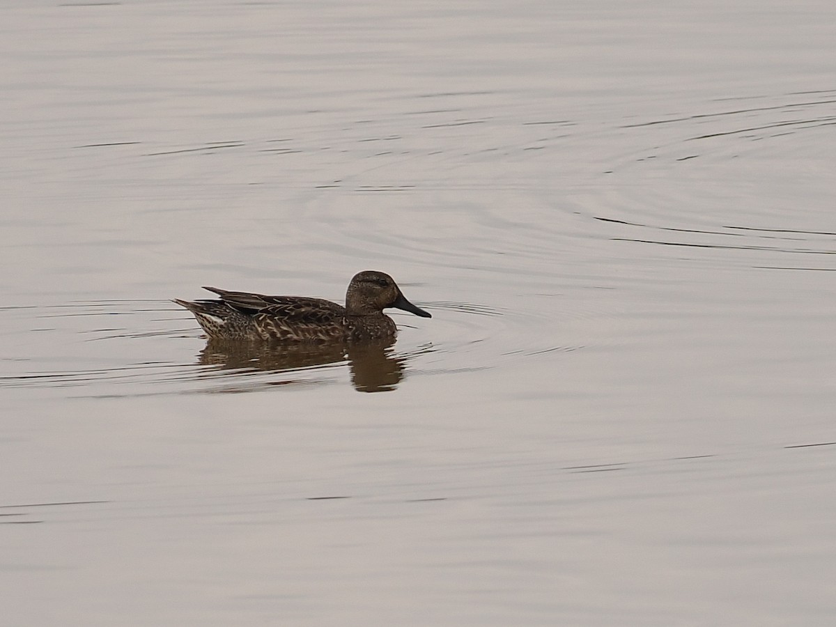 Green-winged Teal - ML627834824