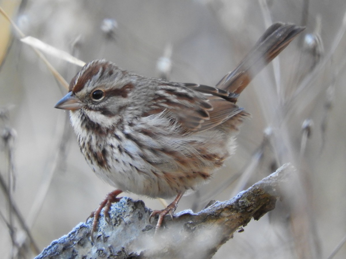 Song Sparrow - ML627834830