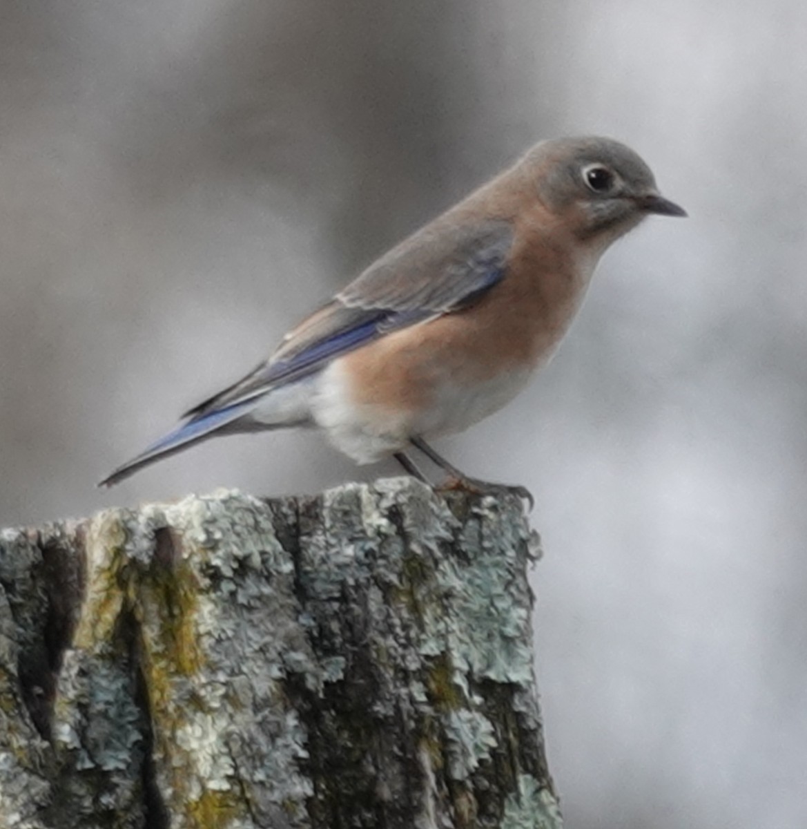 Eastern Bluebird - ML627834845