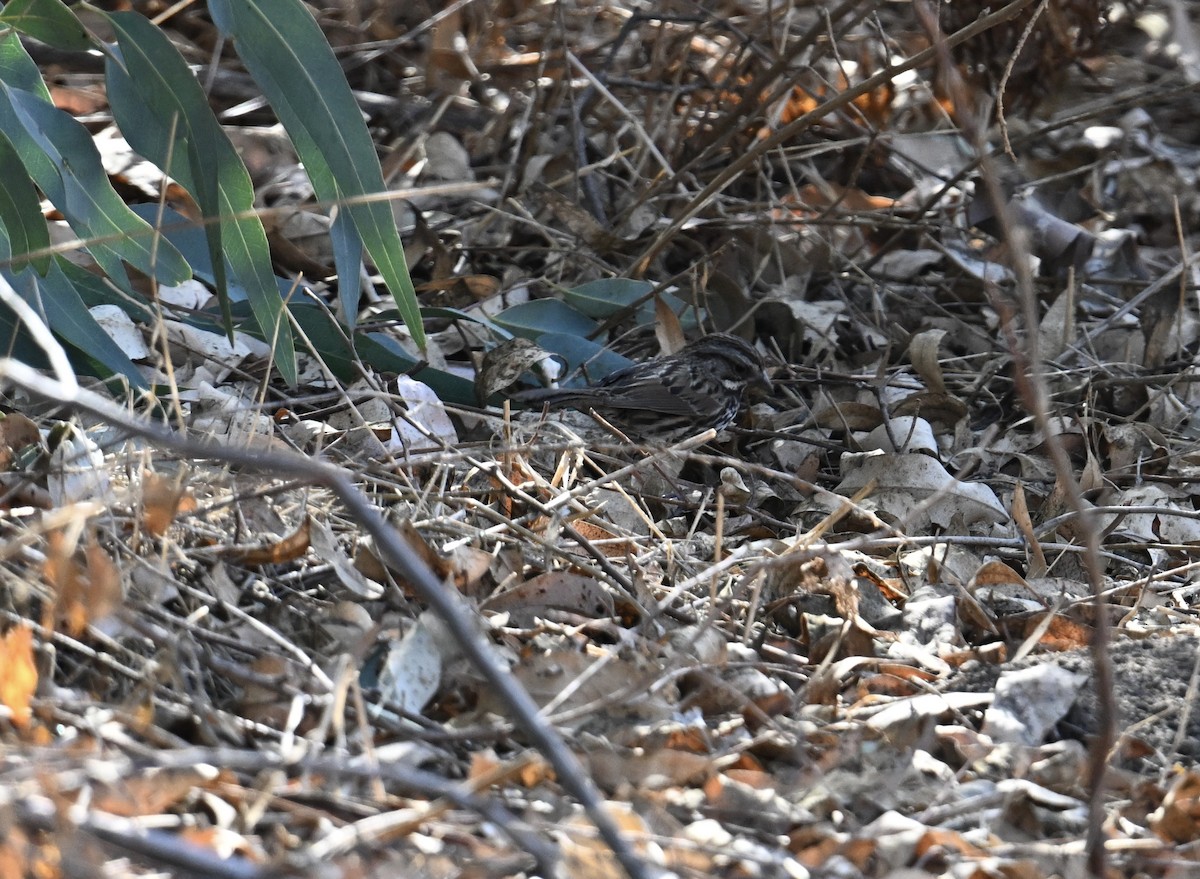 Song Sparrow - ML627834846