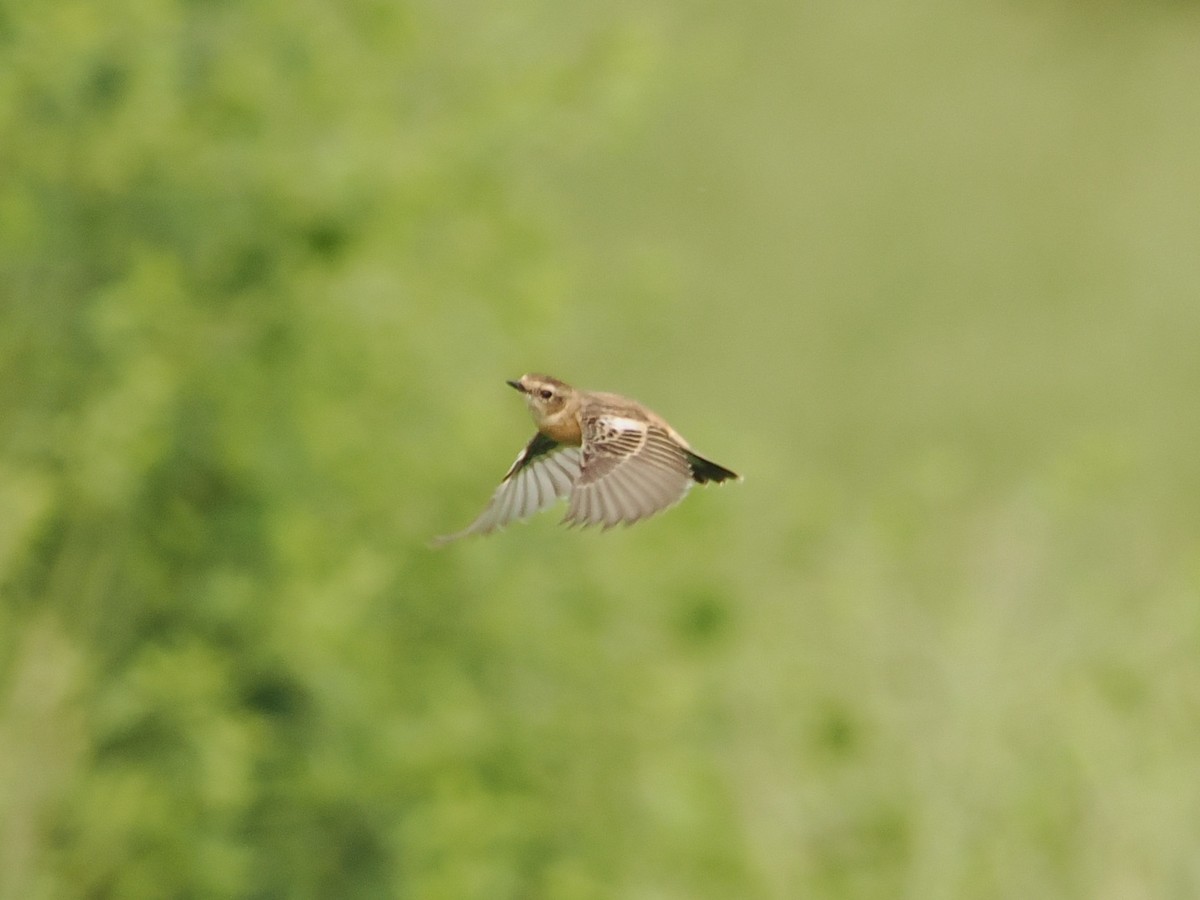 Amur Stonechat - ML627834851