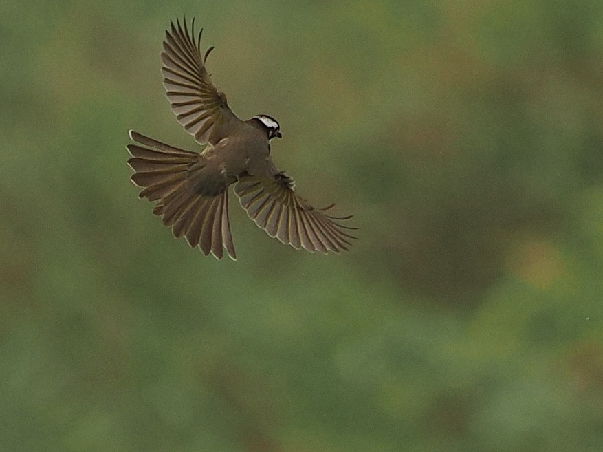 Light-vented Bulbul - ML627834863