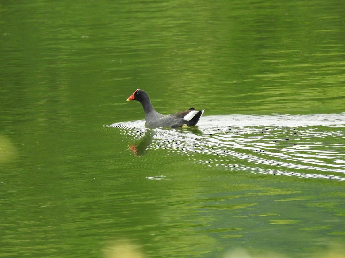 Common Gallinule - ML627834864