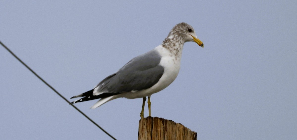 California Gull - ML627834865