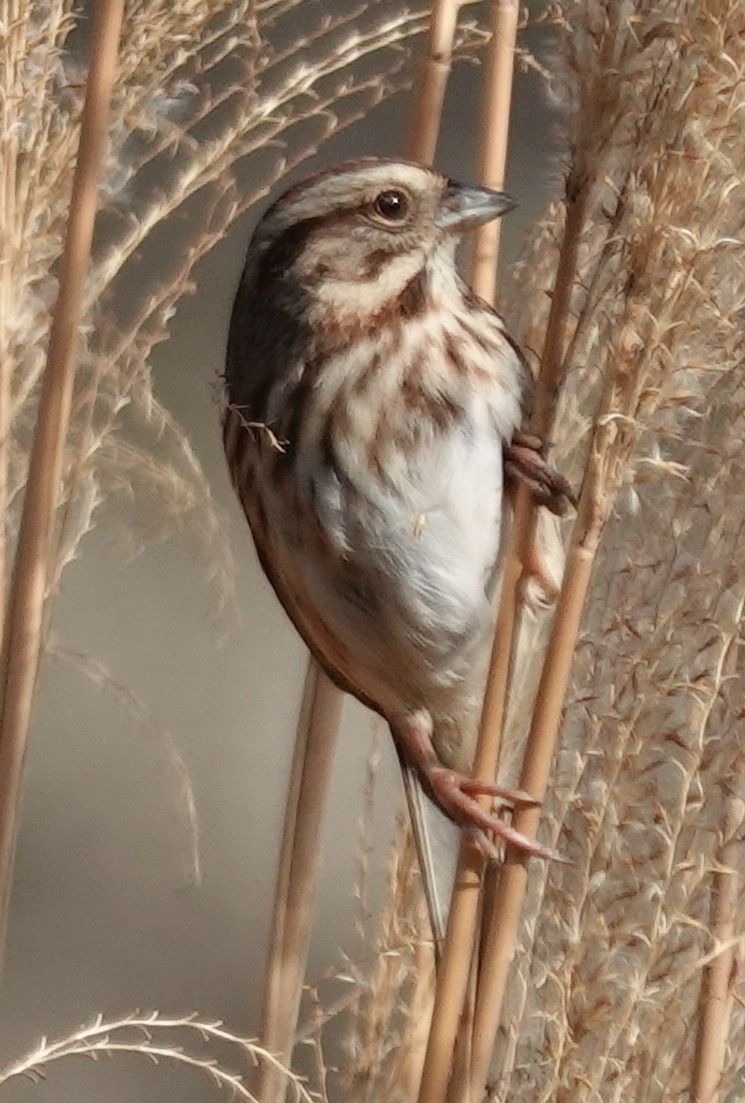 Song Sparrow - ML627834873