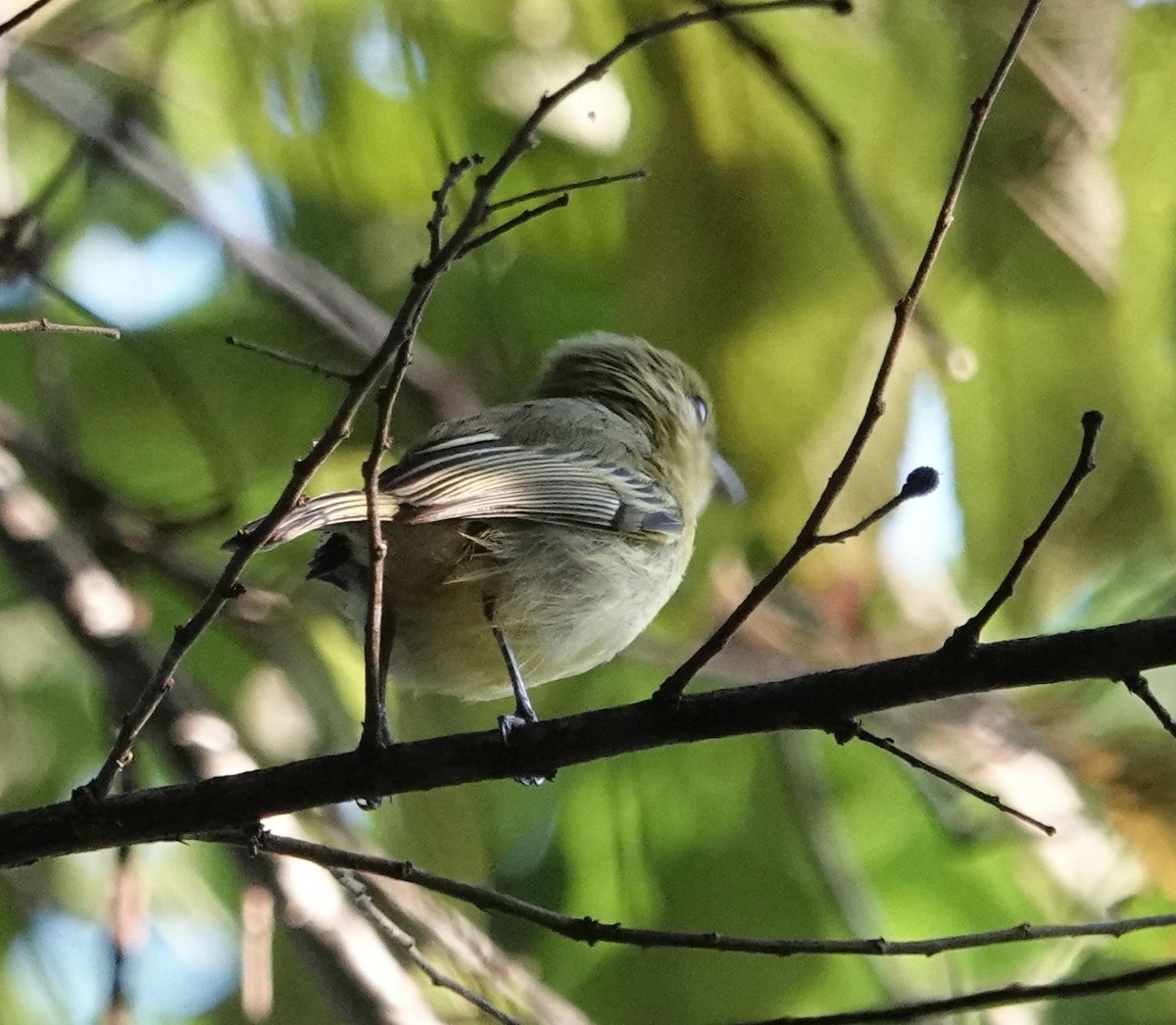 Greenish Elaenia - ML627834875