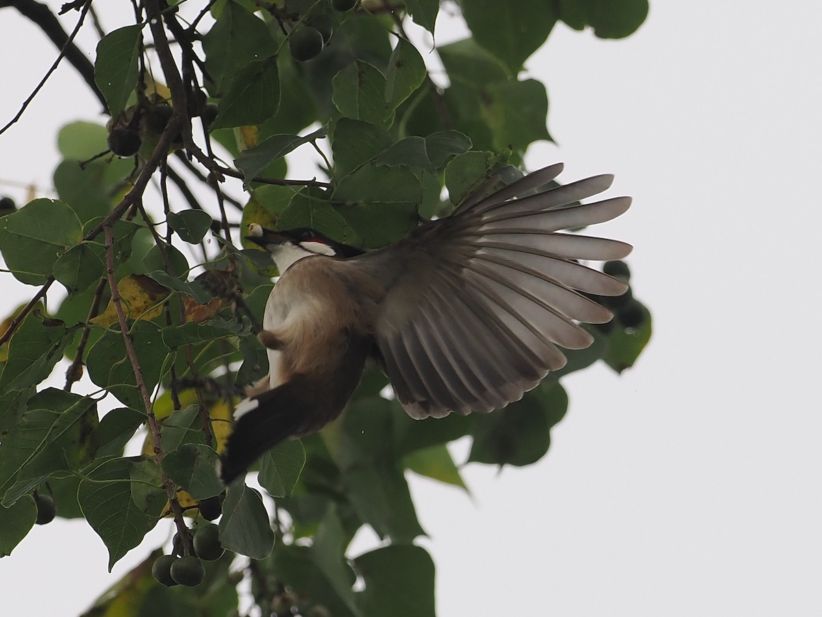 Red-whiskered Bulbul - ML627834876