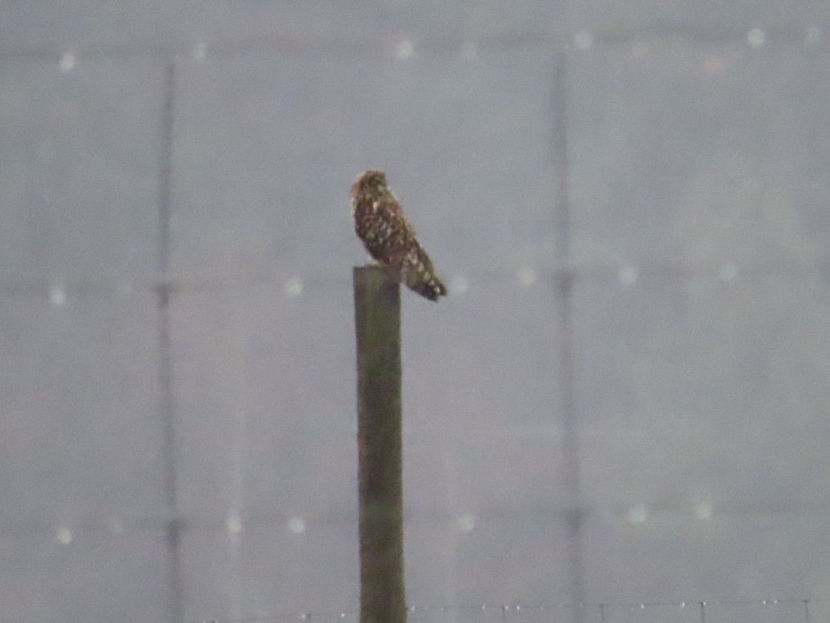 Short-eared Owl - ML627834897