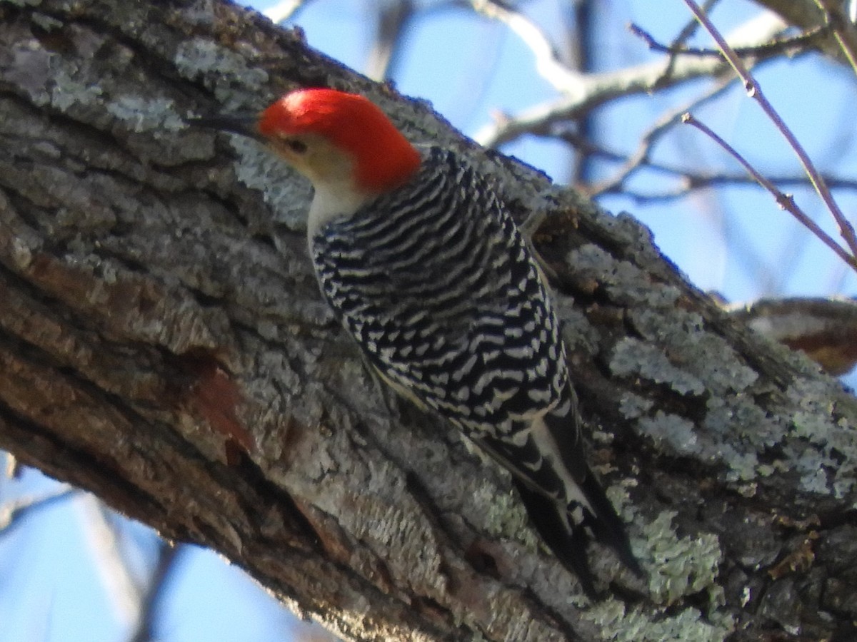 Red-bellied Woodpecker - ML627834898