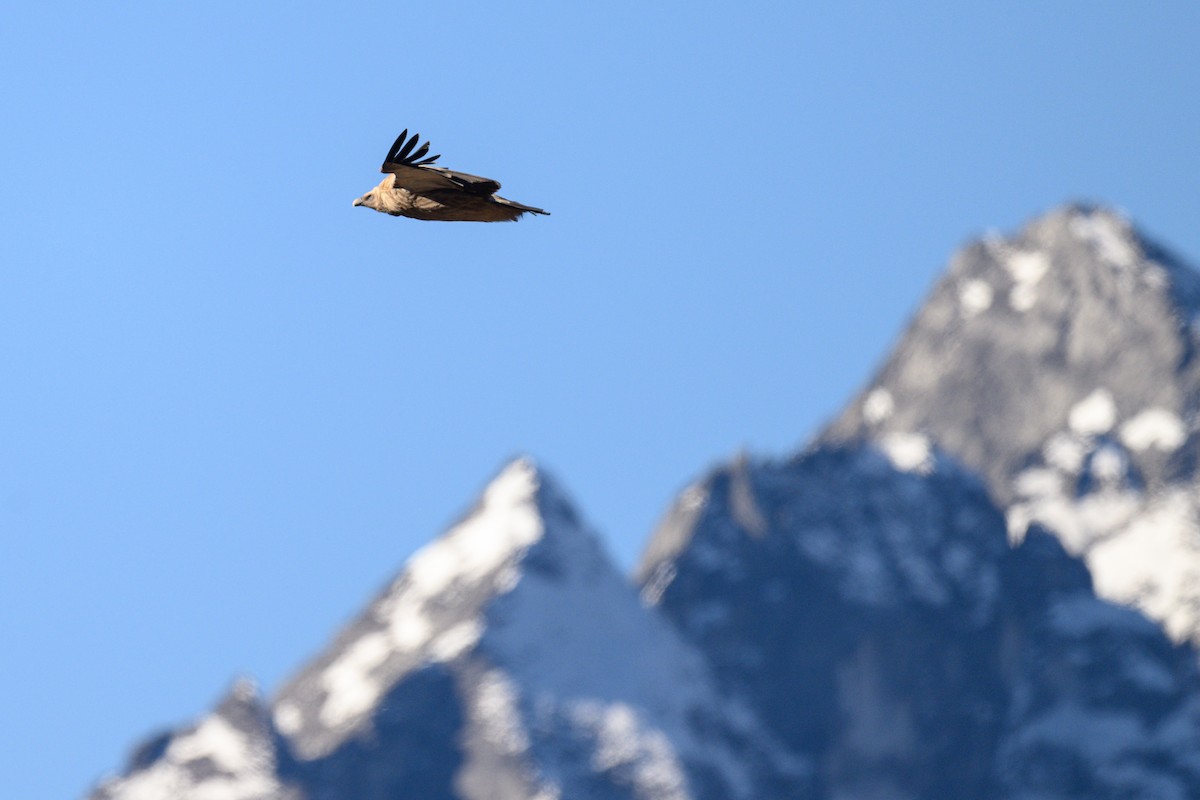 Himalayan Griffon - ML627834900