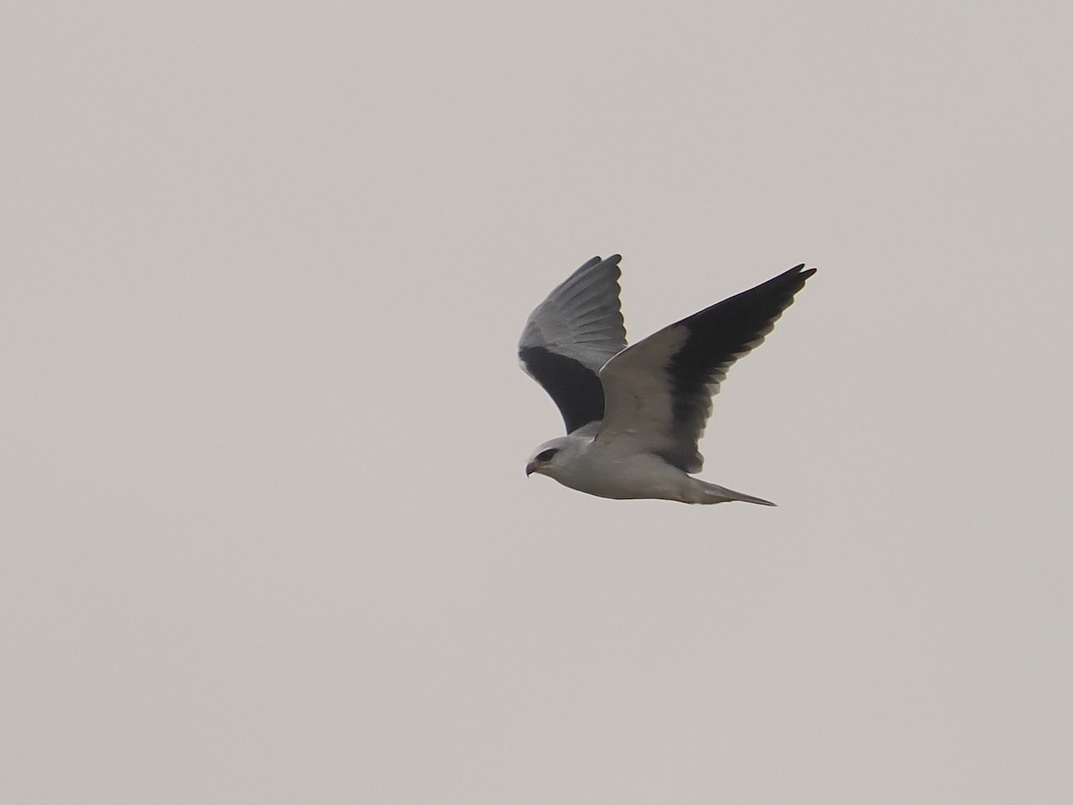 Black-winged Kite - ML627834901