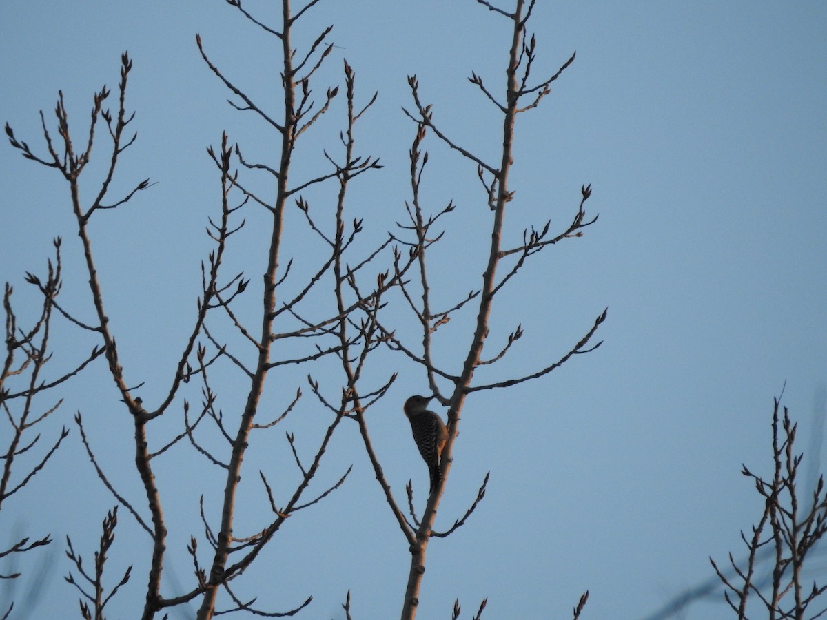 Red-bellied Woodpecker - ML627834915