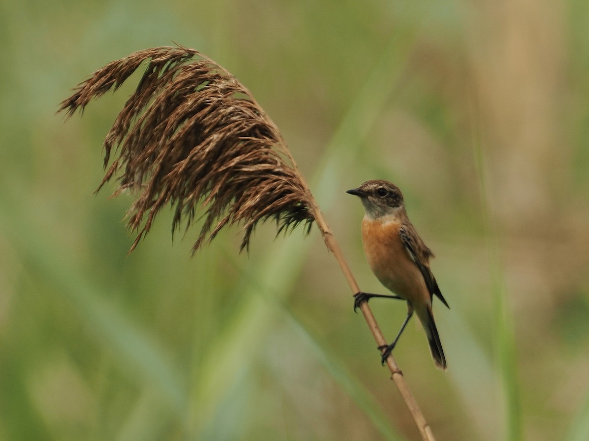 Amur Stonechat - ML627834921