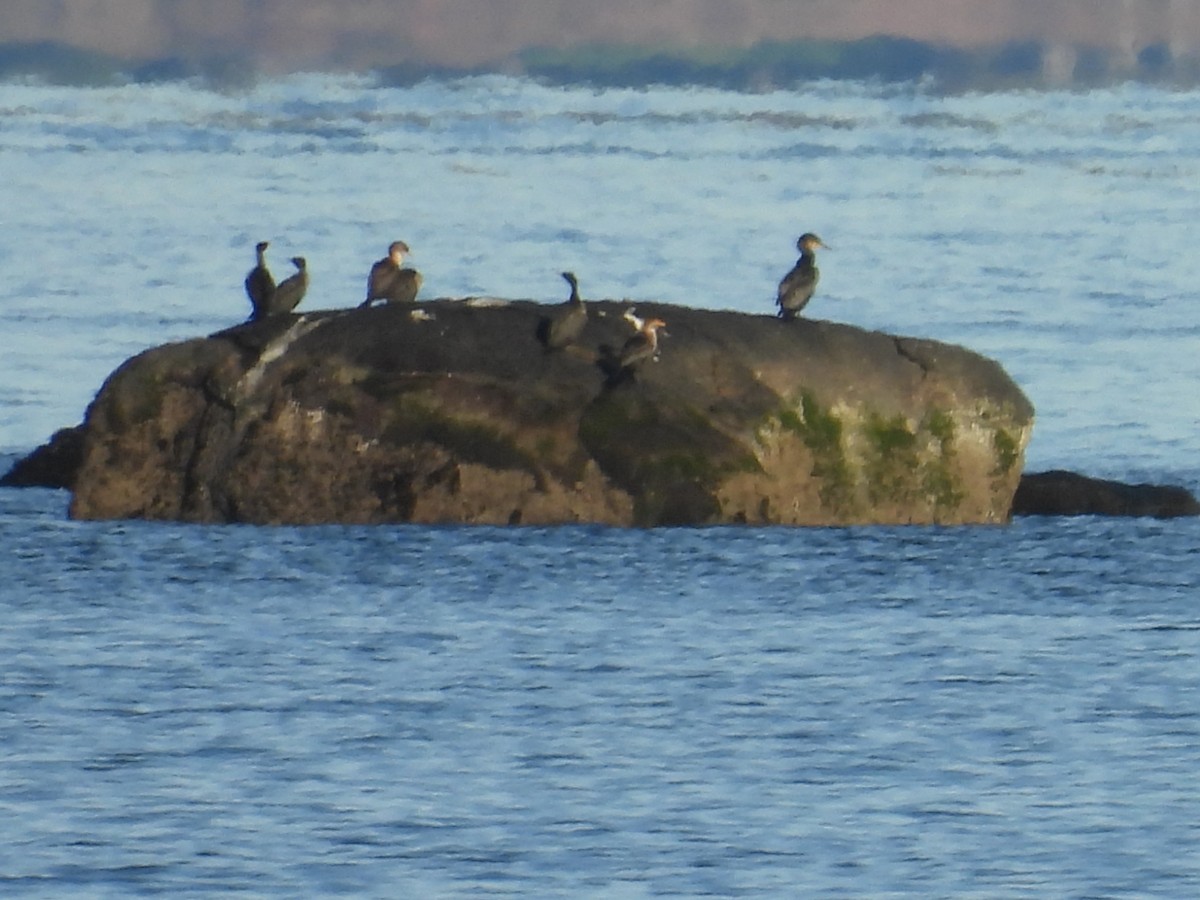 Great Cormorant - ML627834925