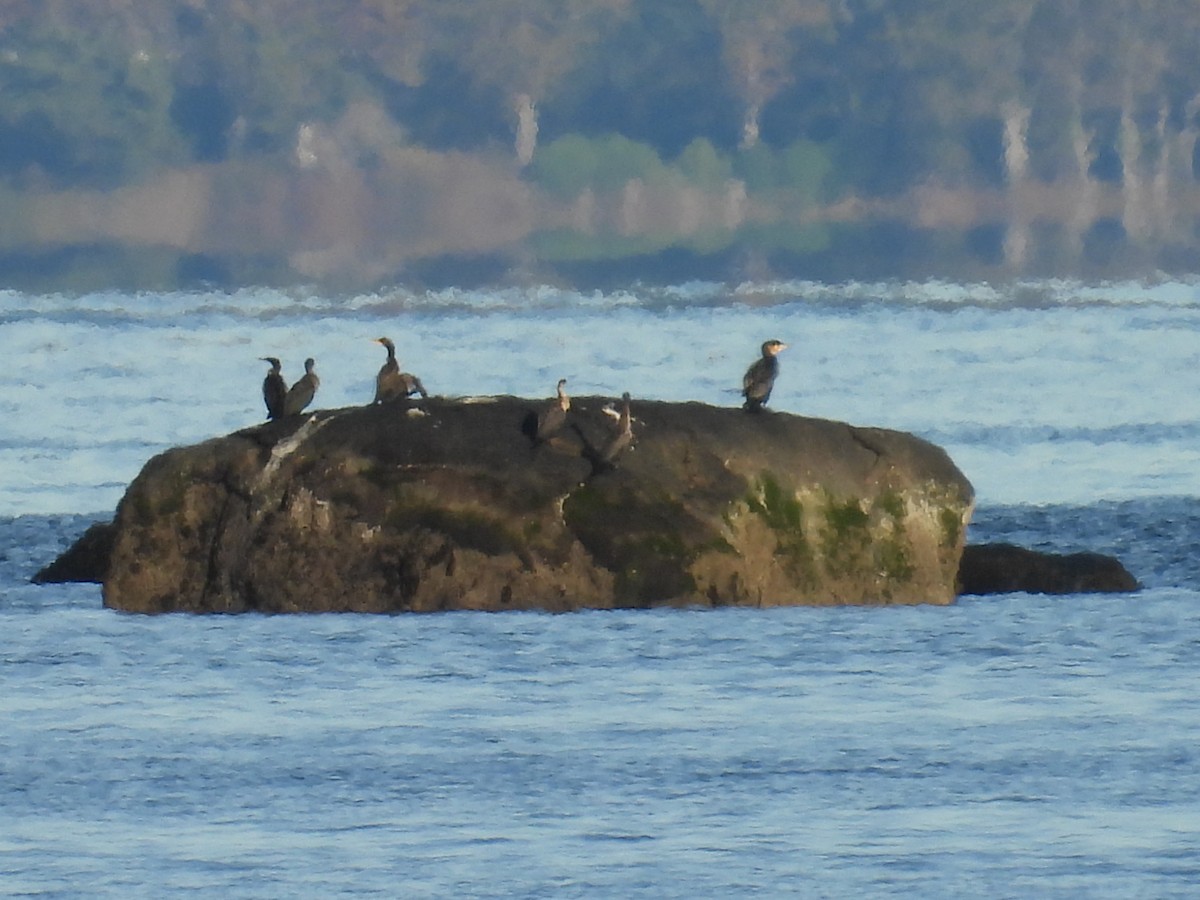Great Cormorant - ML627834926