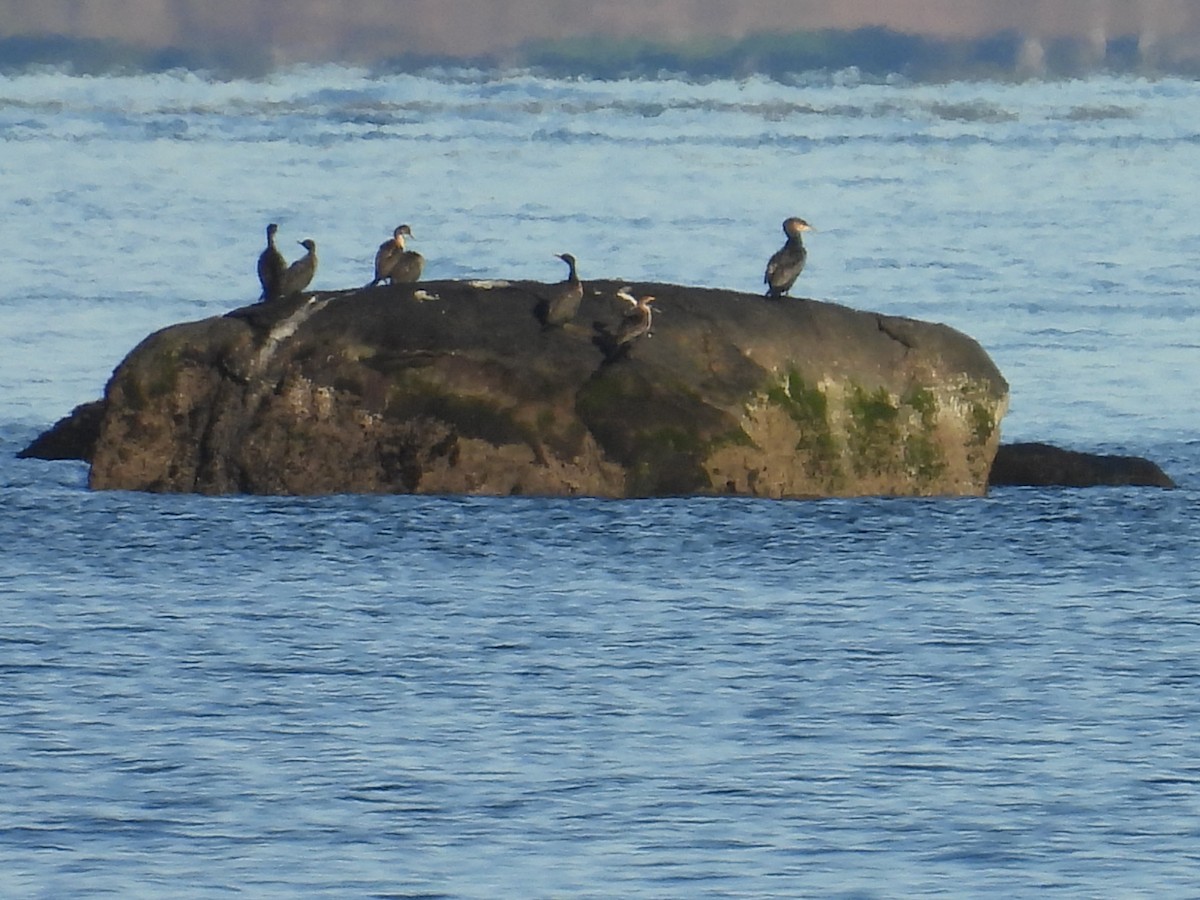 Great Cormorant - ML627834927