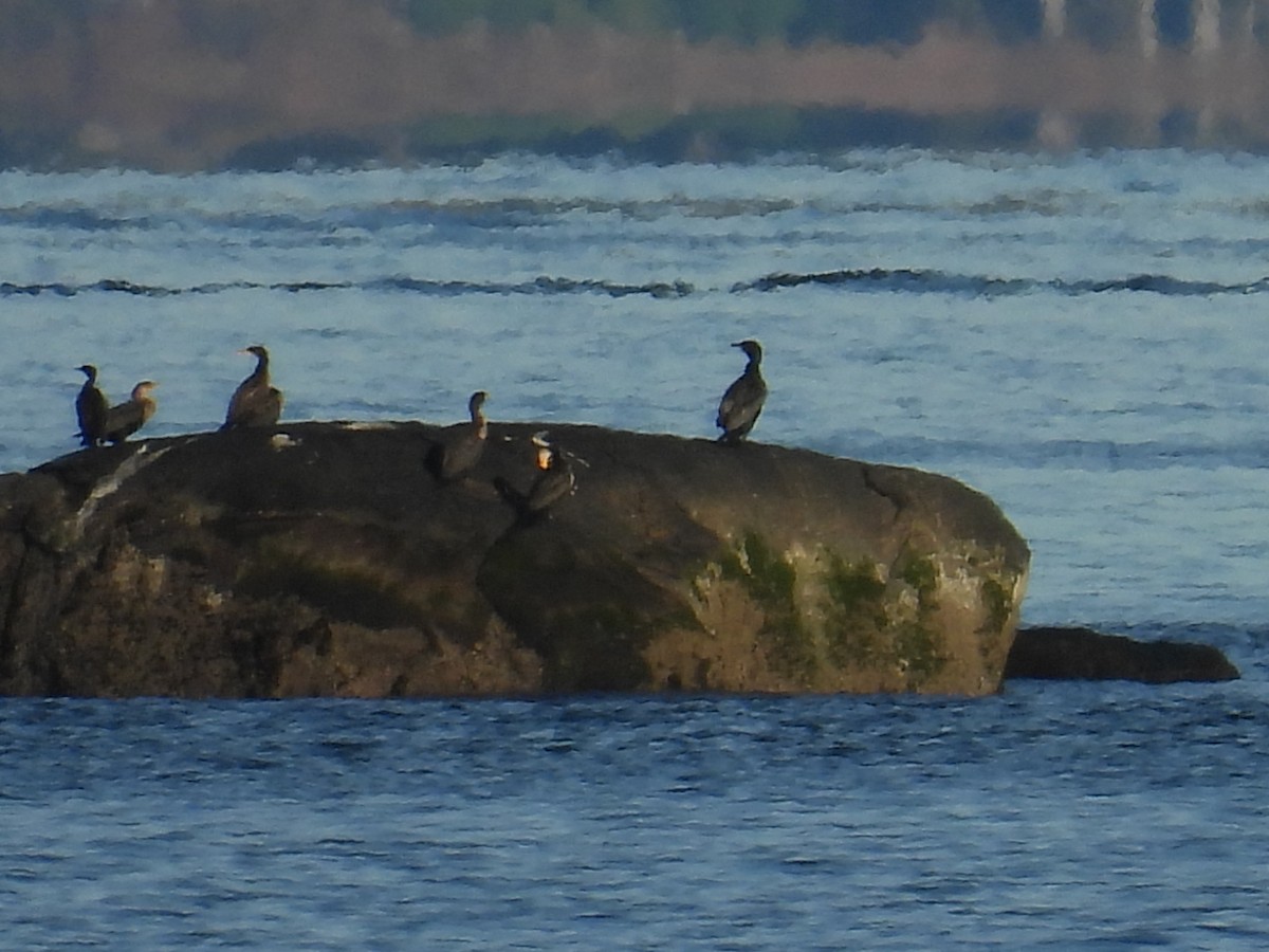 Great Cormorant - ML627834928