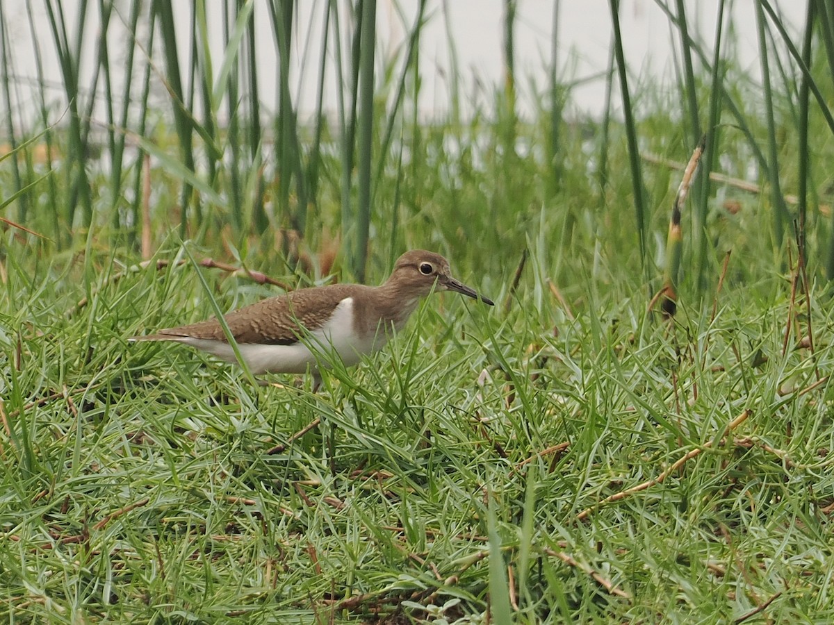 Common Sandpiper - ML627834949