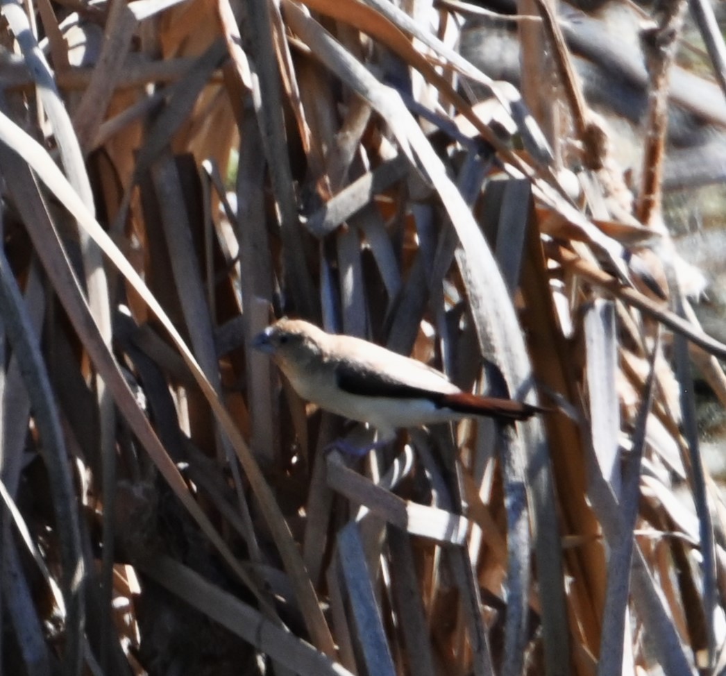 African Silverbill - ML627834950