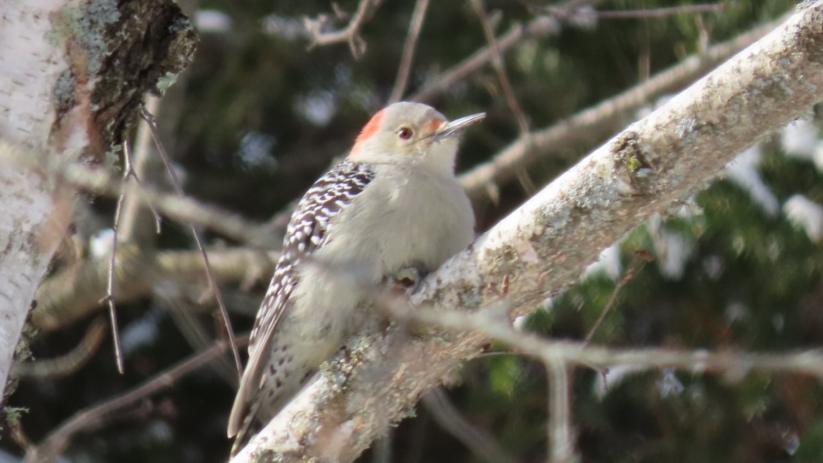 Red-bellied Woodpecker - ML627834952