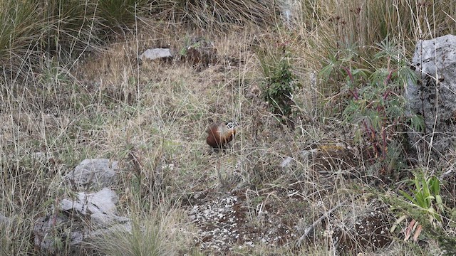 Ocellated Quail - ML627834980