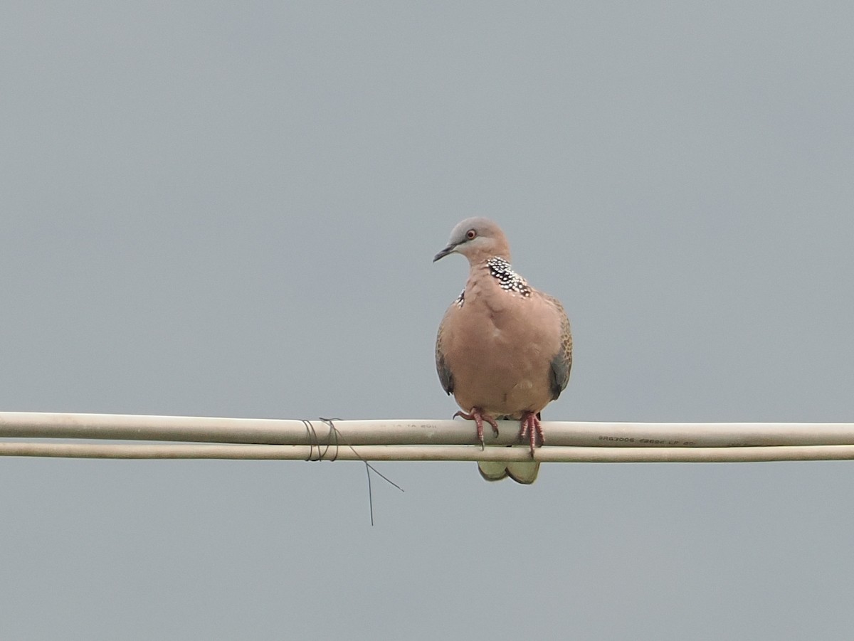 Spotted Dove - ML627835013