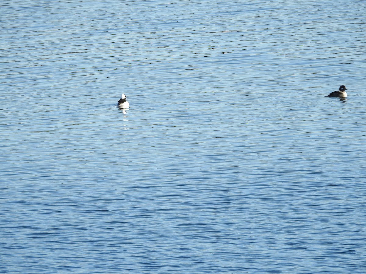 Bufflehead - ML627835021