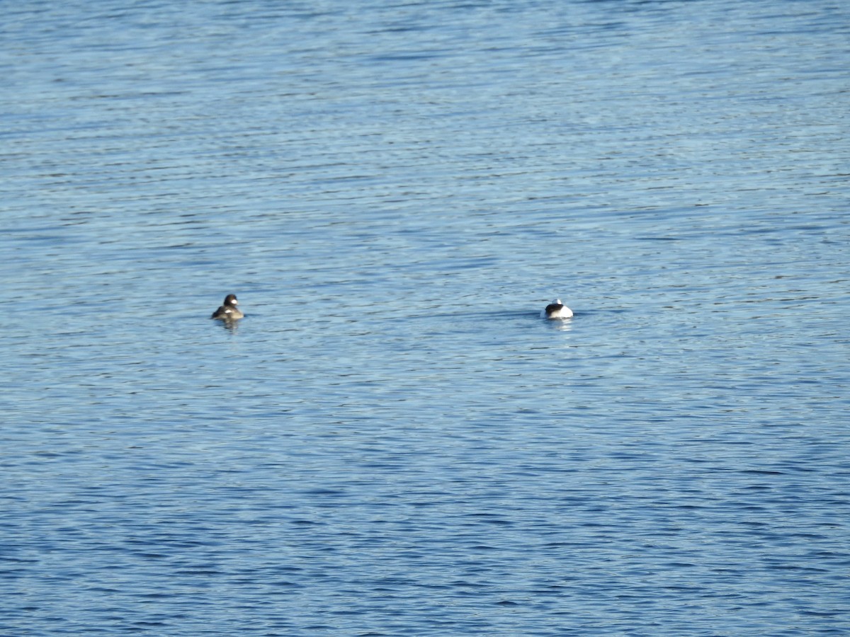 Bufflehead - ML627835022