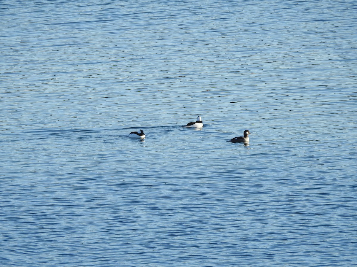 Bufflehead - ML627835023