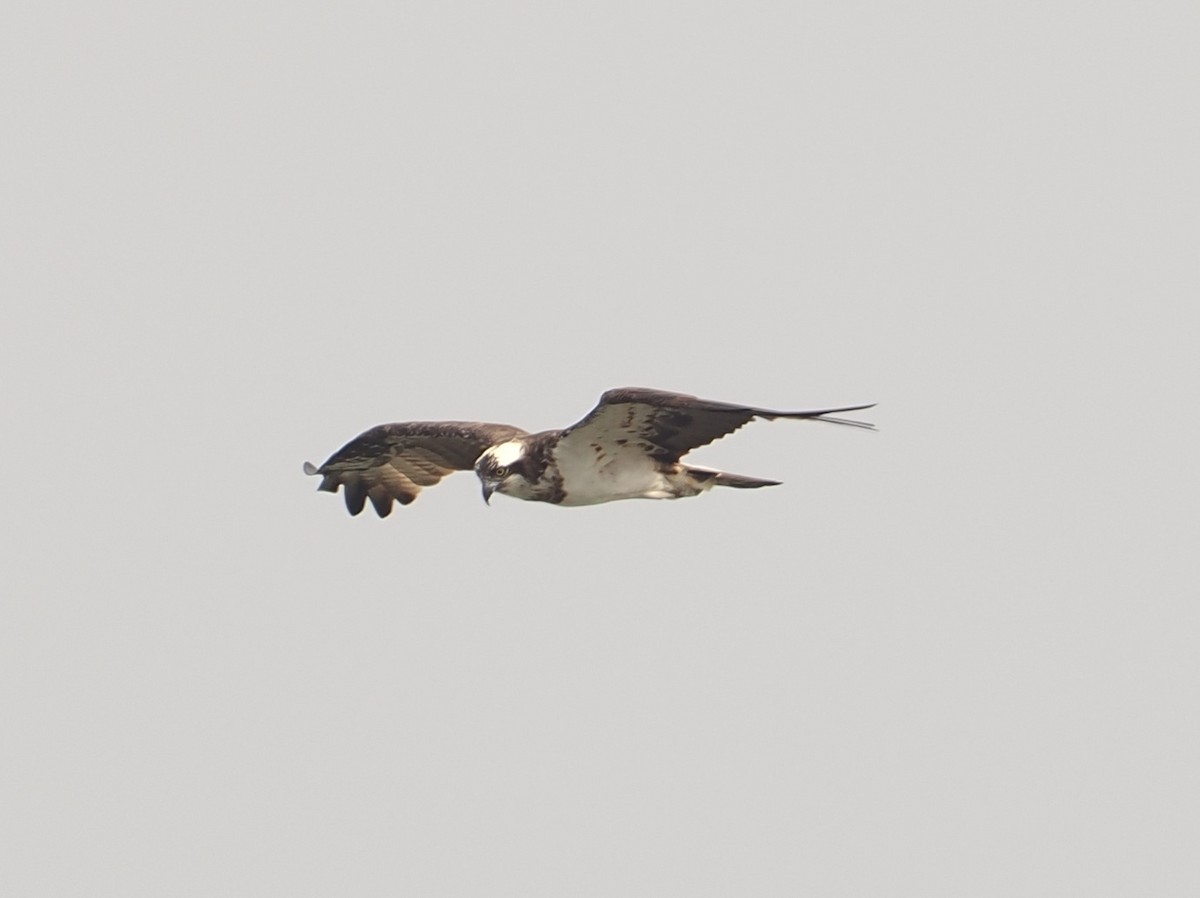 Osprey - ML627835028