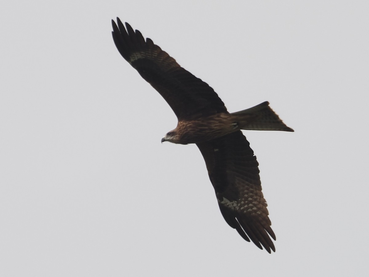 Black Kite (Black-eared) - ML627835040