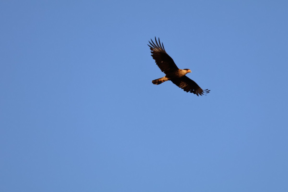 Crested Caracara - ML627835086