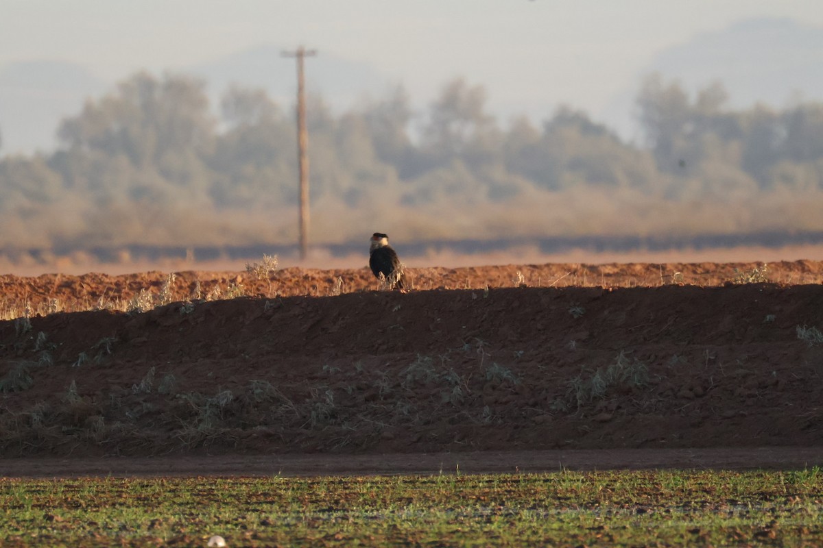 Crested Caracara - ML627835087