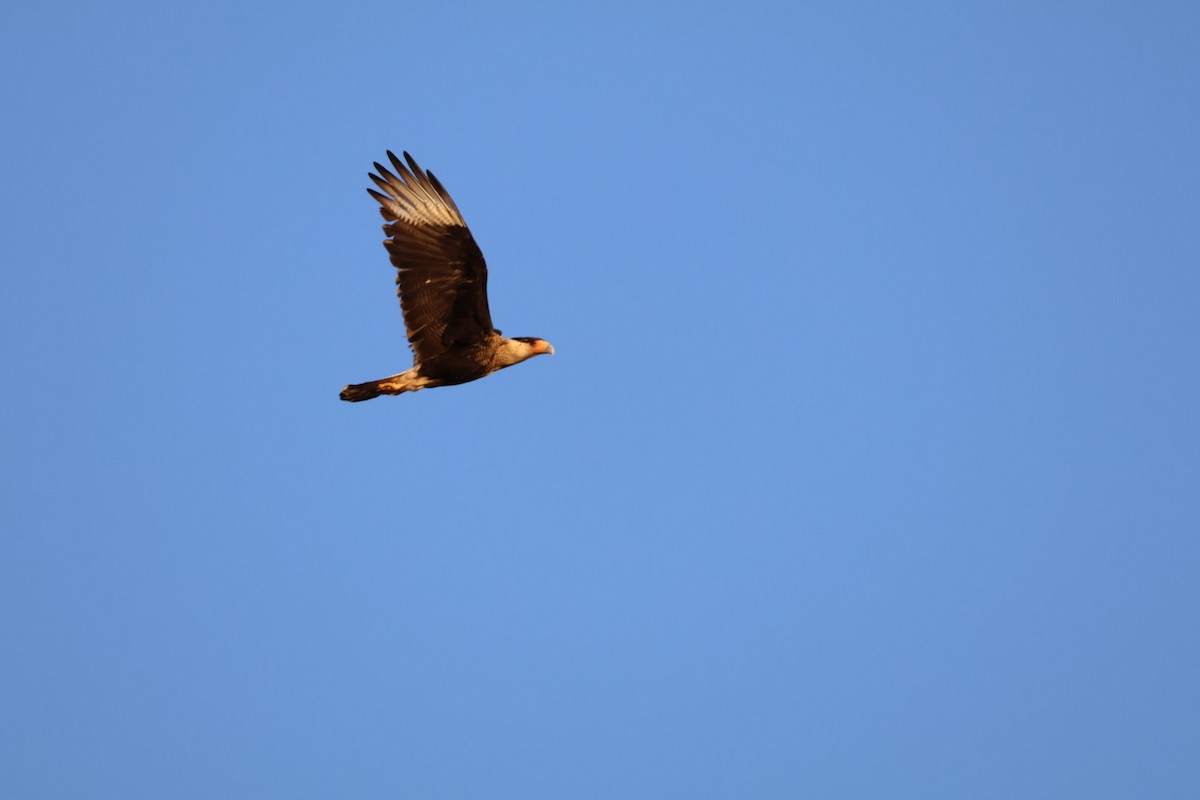 Crested Caracara - ML627835088